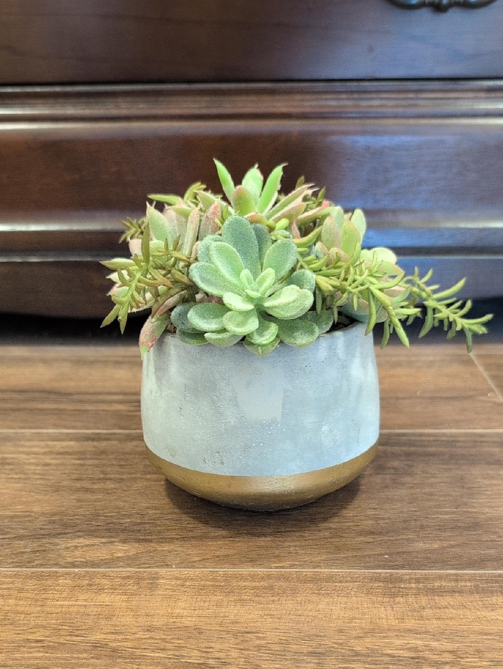 Altar'd State Green Succulent in Gray and Gold Planter
